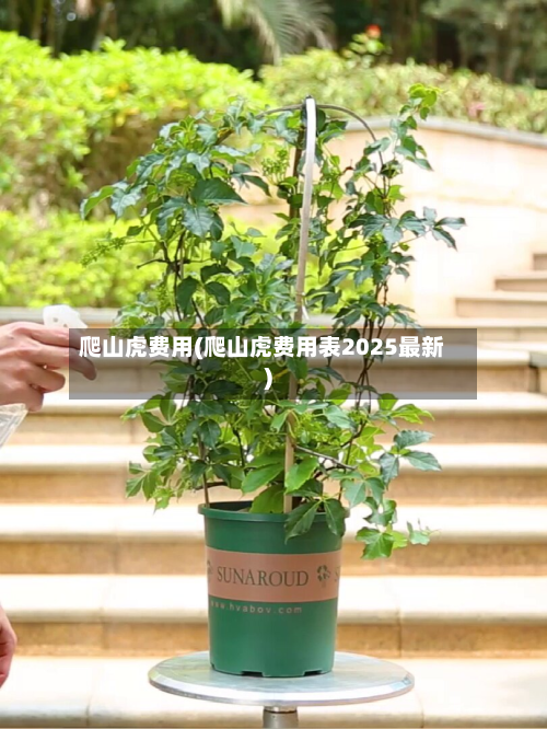 爬山虎费用(爬山虎费用表2025最新)