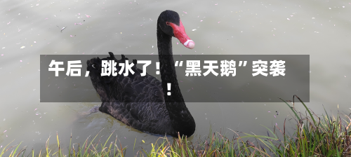 午后	，跳水了！“黑天鹅	”突袭！-第2张图片