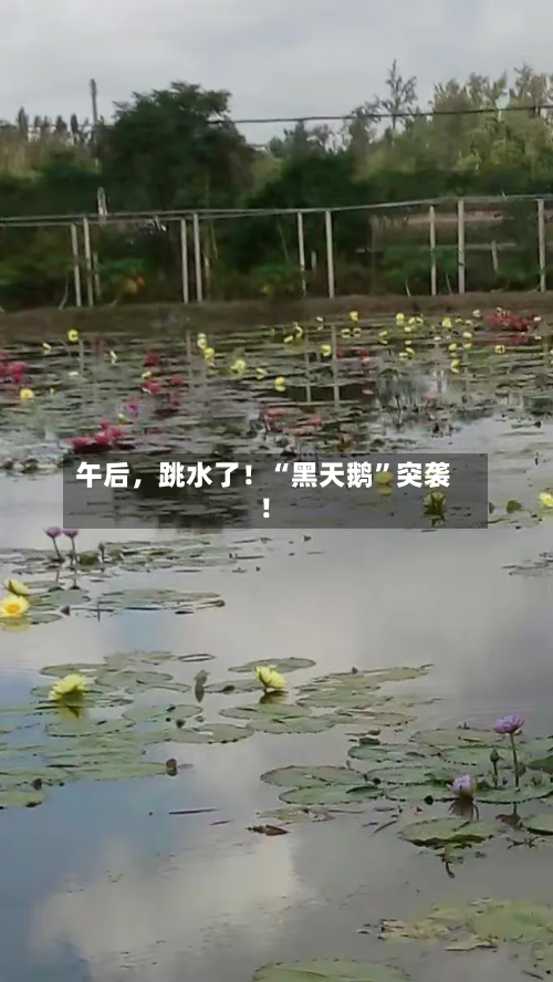 午后，跳水了！“黑天鹅”突袭！-第1张图片