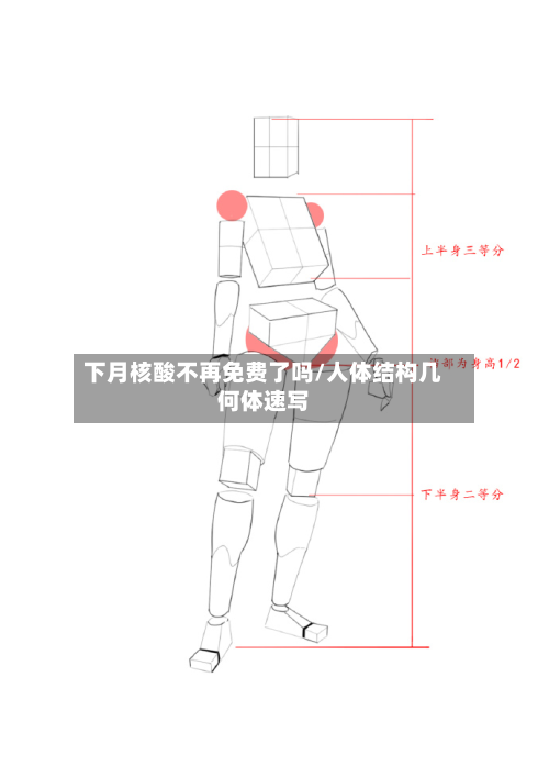 下月核酸不再免费了吗/人体结构几何体速写-第2张图片