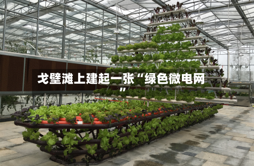 戈壁滩上建起一张“绿色微电网”