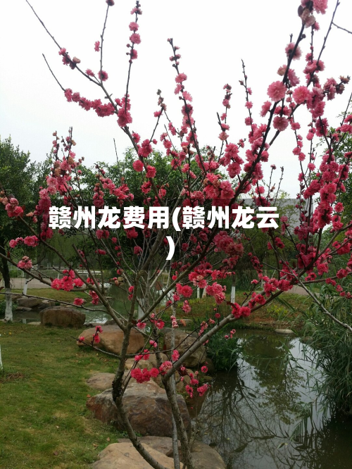 赣州龙费用(赣州龙云)