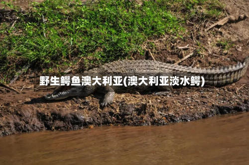 野生鳄鱼澳大利亚(澳大利亚淡水鳄)-第2张图片