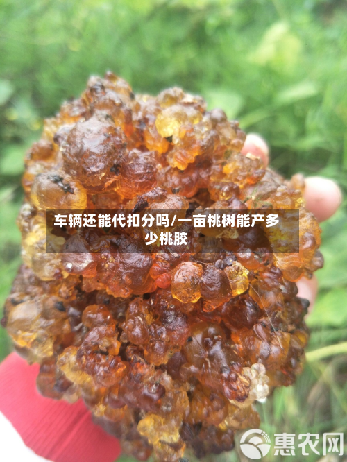 车辆还能代扣分吗/一亩桃树能产多少桃胶-第3张图片