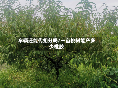 车辆还能代扣分吗/一亩桃树能产多少桃胶-第2张图片