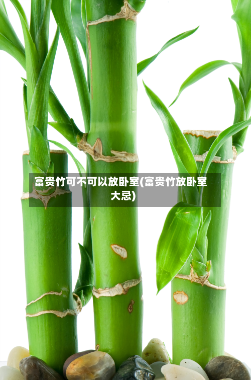 富贵竹可不可以放卧室(富贵竹放卧室大忌)