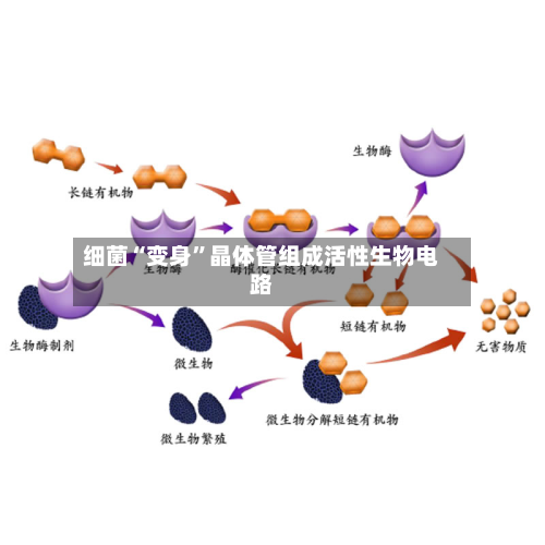 细菌“变身”晶体管组成活性生物电路-第2张图片