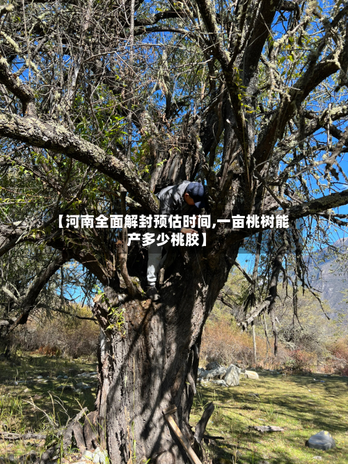 【河南全面解封预估时间,一亩桃树能产多少桃胶】