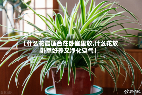 【什么花最适合在卧室里放,什么花放卧室好养又净化空气】-第2张图片