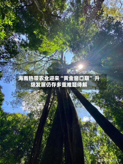 海南热带农业迎来“黄金窗口期” 升级发展仍存多重难题待解-第3张图片