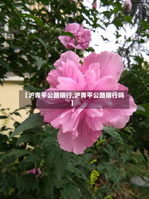 【沪青平公路限行,沪青平公路限行吗】-第2张图片