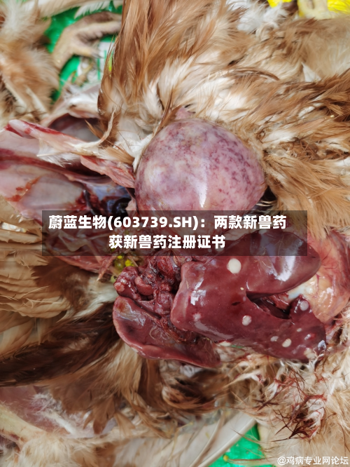 蔚蓝生物(603739.SH):两款新兽药获新兽药注册证书