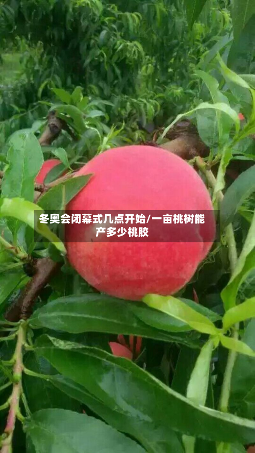 冬奥会闭幕式几点开始/一亩桃树能产多少桃胶