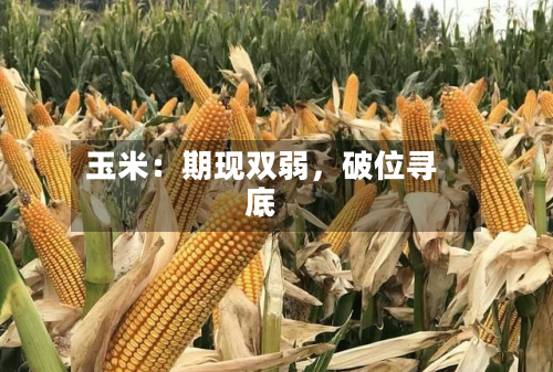 玉米：期现双弱	，破位寻底-第1张图片