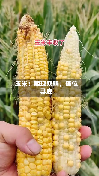 玉米：期现双弱，破位寻底-第2张图片