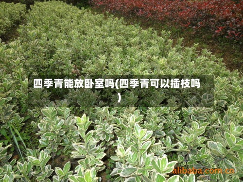 四季青能放卧室吗(四季青可以插枝吗)