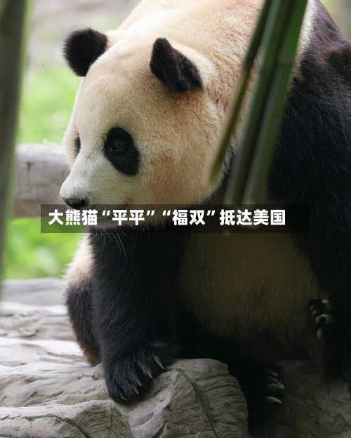 大熊猫“平平”“福双	”抵达美国-第3张图片
