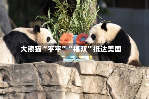 大熊猫“平平	”“福双”抵达美国-第2张图片