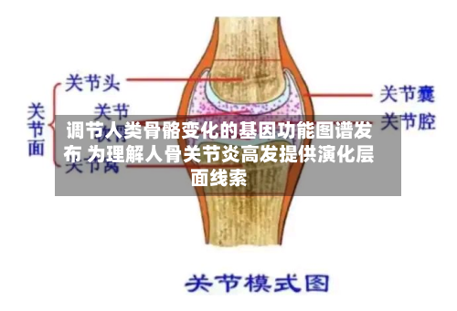 调节人类骨骼变化的基因功能图谱发布 为理解人骨关节炎高发提供演化层面线索-第2张图片