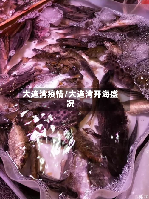 大连湾疫情/大连湾开海盛况