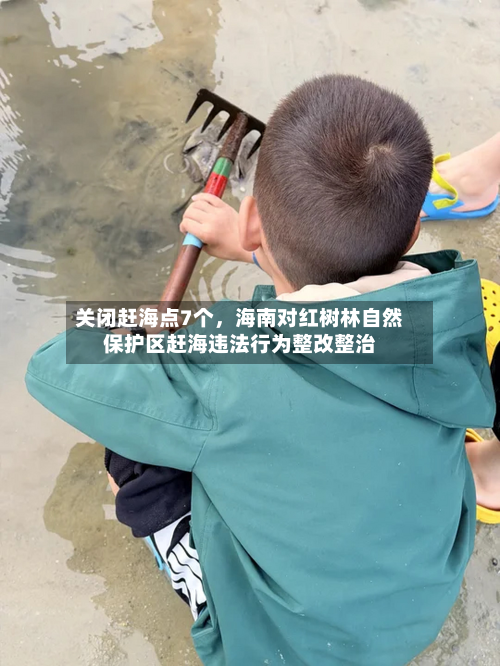 关闭赶海点7个	，海南对红树林自然保护区赶海违法行为整改整治-第3张图片